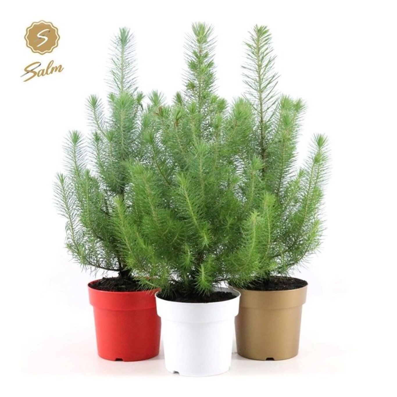 Pinus pinea 'Silver Crest' - C2 pot color mix